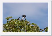 08AkageraAllDayGameDrive - 058 * Whte-headed Black Chat (immature).